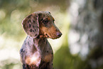 young Dachshund