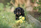 Dachshund Puppy