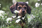 Dachshund Puppy