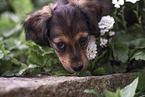 Dachshund Puppy