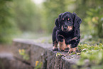 Dachshund Puppy