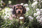 Dachshund Puppy