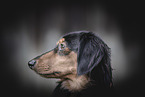 longhaired Dachshund
