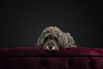 wirehaired Dachshund