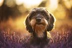 wire-haired Dachshund