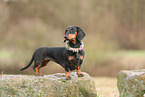 Dachshund