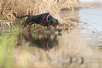 Dachshund