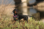 Dachshund