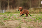 Dachshund