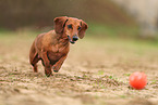 Dachshund