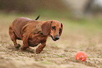 Dachshund