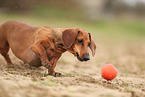 Dachshund