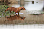 Dachshund