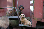 3 Dachshunds