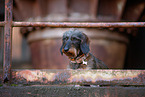 Dachshund