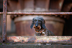 Dachshund