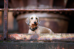 Dachshund