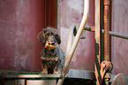 Dachshund