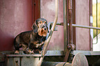 Dachshund