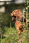 Dachshund