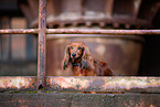 Dachshund