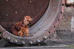 Dachshund