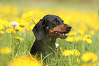 Dachshund