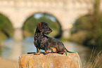 Dachshund