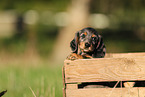 Dachshund Puppy