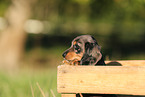 Dachshund Puppy