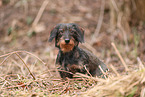 Dachshund