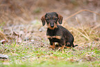 Dachshund Puppy