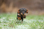 Dachshund Puppy