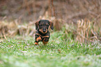 Dachshund Puppy