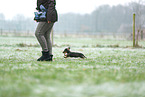 Dachshund Puppy