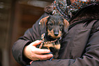 Dachshund Puppy