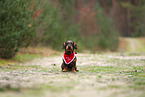 Dachshund