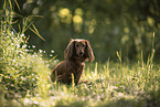 Dachshund