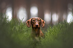 male Dachshund