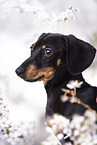 Dachshund Puppy