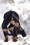 Dachshund Puppy