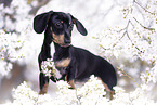 Dachshund Puppy