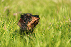 wirehaired Dachshund