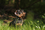 wirehaired Dachshund