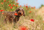 wirehaired Dachshund