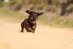 wirehaired Dachshund