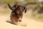 wirehaired Dachshund