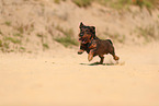 wirehaired Dachshund