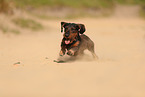 wirehaired Dachshund