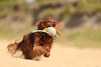 longhaired Dachshund